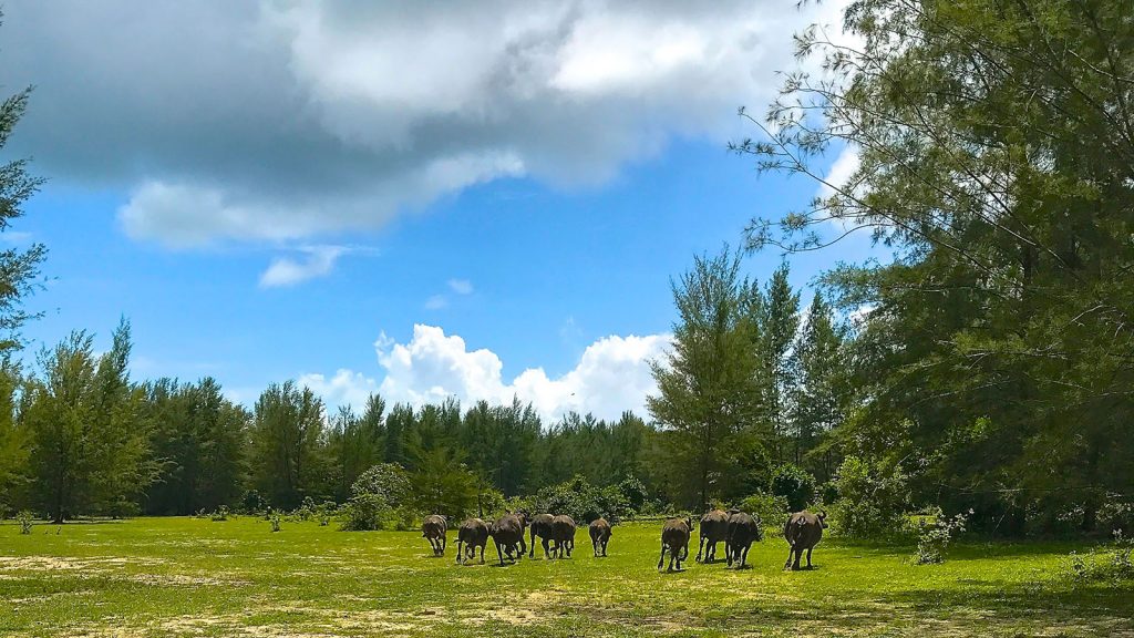 Visit Khao Lak with us! Only 2 hours drive from Phuket, you will get to know the beauty of Thailand's nature. With the ferry from Khao Lak can be reached in a few minutes the island Koh Kho Khao which has many attractions to offer.